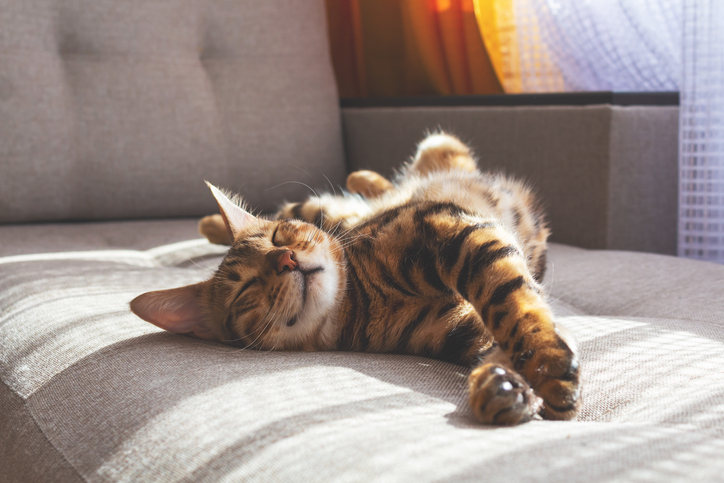 Cute cat laying on couch stretching